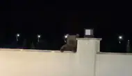 Bozayı avluyu mesken tuttu, vatandaş aracında mahsur kaldı