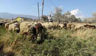80 bin TL maaşa rağmen çoban bulunamıyor ! Hatay’da dikkat çeken meslek krizi