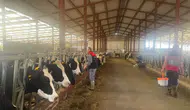Baklan İlçe Tarım ve Orman Müdürlüğü'nden şap aşısı hamlesi