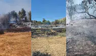 Antalya'da korkutan yangın : 100 zeytin ağacı kül oldu
