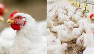 Tavuk yumurtası üretiminde rekor artış : Temmuz ayında 1,90 milyar adet yumurta üretildi