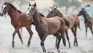 TİGEM'den 15 safkan Arap tayı için satış ihalesi