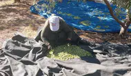 Mersin Mut'ta zeytin hasadı başladı
