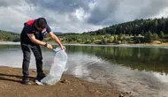 Kastamonu'da balıklandırma çalışması : 800 bin sazan yavrusu göletlere bırakıldı