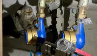 Alanya'da havalandırma boşluğuna düşen kedi kurtarıldı