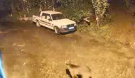 Artvin'de aç kalan ayı evin kapısına kadar geldi : O anlar kamerada