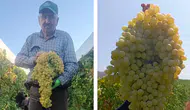 Manisa'da görenleri şaşırtan üzüm salkımı : Tam 5,5 kilo geldi