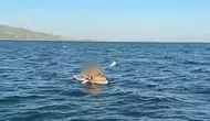 Aydın'da sürüklenen sörfçüleri Sahil Güvenlik kurtardı