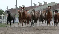 TİGEM 17 safkan Arap koşu tayını satışa çıkarıyor ! İhale tarihi belli oldu