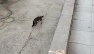 Manavgat'ta yağmur suyu giderine sıkışan yavru kedi itfaiye ekiplerince kurtarıldı