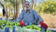 86 yaşında tarladan kopmadı : Günde 6 ton biber üretiyor