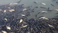 Kura Nehri'nde balık ölümleri şüphesi : Numuneler alındı, inceleme başladı