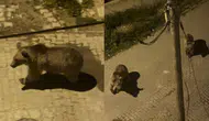 Kars'ta şaşırtan manzara : Ayılar mahalleye indi