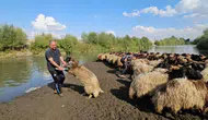 Muş'ta renkli anlar ! 6 çocuk babası besici koyunlarını Karasu Nehri’nde tek tek yıkadı