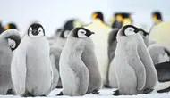 Yeni bir penguen türü keşfedildi : Bilim insanları 100 yıldan sonra ilk kez yeni bir tür tespit etti