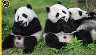Pandaların sevimliliği arkasındaki gizli tehlikeler nelerdir?