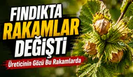 Fındık fiyatlarında 18 Ekim'de neler yaşanacak? Üreticiler ne bekliyor ?
