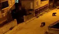 Mahalleye İnen Ayı Sürüsü Neden Şaşkınlık Yarattı?