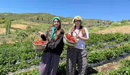 Sağlık sorunları nedeniyle üzüm hasadı yapamayan yaşlı çifte gençlerden destek geldi