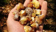 Artvin'de Çam Sakızının Kilogram Fiyatı Kaç Liraya Ulaştı?