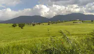 Tarlalarına dev vantilatörler kurdular ! İşte sebebi