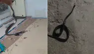 Köy Sakininden Örnek Davranış: Yılanı ve Akrebi Doğaya Saldı