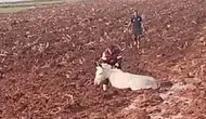 Hatay Reyhanlı'da Çamura Saplanan Eşek Kurtarıldı
