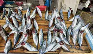 Palamut Bolluğu Yaşanıyor: Omega-3 İçin Hangi Balık Tercih Edilmeli?