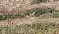 Ardahan'da sürpriz karşılaşma: Vaşak ailesi kamerada!
