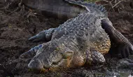 Florida'da Timsah Saldırısı: Balık Tutan Yaşlı Adam Hayatını Kaybetti