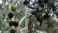 Bursa'da Zeytin Rekoltesi Beklentisi 290 Bin Ton: Erken Hasat Fiyatları Ne Olacak?
