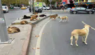 Sokak hayvanları için atık gıdalar nasıl mama olacak?