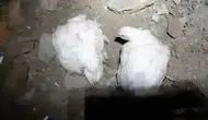 Bolu'da Tavuk Yüklü Kamyonun Devrilmesi Sonucu 4 Kişi Yaralandı mı ?