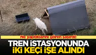 Tokyo'daki Tren İstasyonunda İki Keçi ile Yabani Ot Mücadelesi Nasıl Başladı?