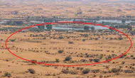 Dubai Çölünde Patagonya Maraları Nasıl Çoğaldı ? Gizemli Gelişmeler Dikkat Çekiyor