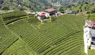 Doğu Karadeniz'deki Çay Bahçeleri Neden Yenileniyor ve Dönüşüm Süreci Ne Kadar Sürecek?