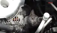 Hatay'da aracın motoruna sıkışan kedi nasıl kurtarıldı ?