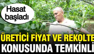Giresun'da Fındık Hasadı Başladı: Kilo Fiyatında Beklentiler Neler ?