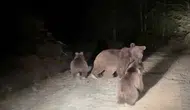 Sakarya'da mantar toplarken ayı ailesi ile karşılaşan vatandaşların yaşadığı o anlar