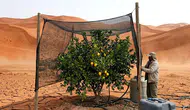 Atacama Çölü'nde Limon Yetiştirmek Mümkün Mü? Kurak Arazilerde Tarım Uygulamaları