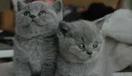 Bilim insanları açıkladı : Kedi yoğunluğu ile toplumların mutluluğu arasındaki bağlantı nedir ?