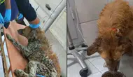 İzmir’de çamura saplanan köpek kurtarıldı: Adı “Şanslı” oldu