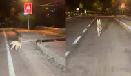 Sivas Gürün'de Yerleşim Yerine İnen Kurdu Otomobiliyle Takip Etti