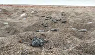 Akdeniz sahillerinde caretta caretta yavrularının denizle buluşma yolculuğu tamamlanıyor