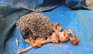 Yavru kirpiler ne yer ? Yavru kirpiye tavuk verilir mi ? Bolu'da yavru kirpiye ne verdiler ?