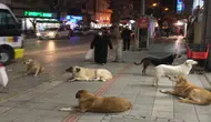 Sokak Köpekleri sorunu çözülüyor mu? yüzde 99,9'u toplandı