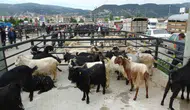 Düzce hayvan pazarı neden geçici olarak kapatıldı ?