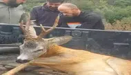 Bolu’da Yol Kenarında Yaralı Ceylan Bulundu: Nasıl Kurtarıldı?