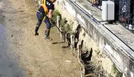 Yalova'da Balçıkla Kaplı Dere Yatağında Mahsur Kalan Kediler Nasıl Kurtarıldı ?