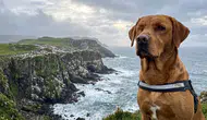 Rathlin Adası'nda Yıllardır Süren İstilayı Tek Gözlü Köpek Woody Bitirdi